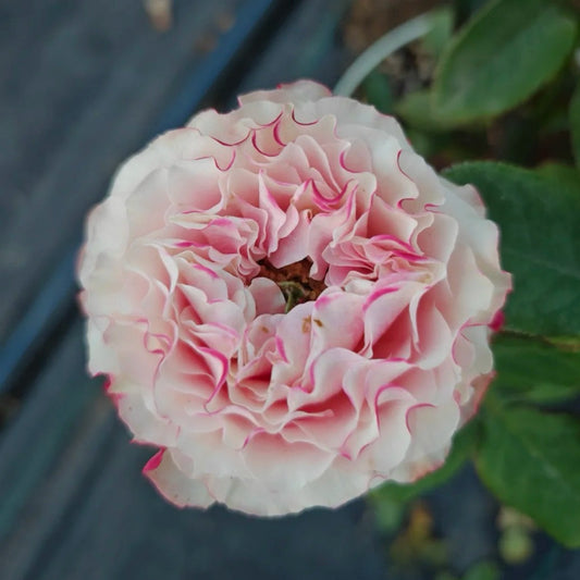 Country Candy lookalike garden rose plant flower bush deciduous shrub