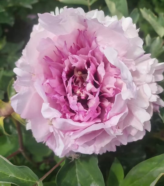 "Peaceful Prosperous Age" multicolor large flower tree peony