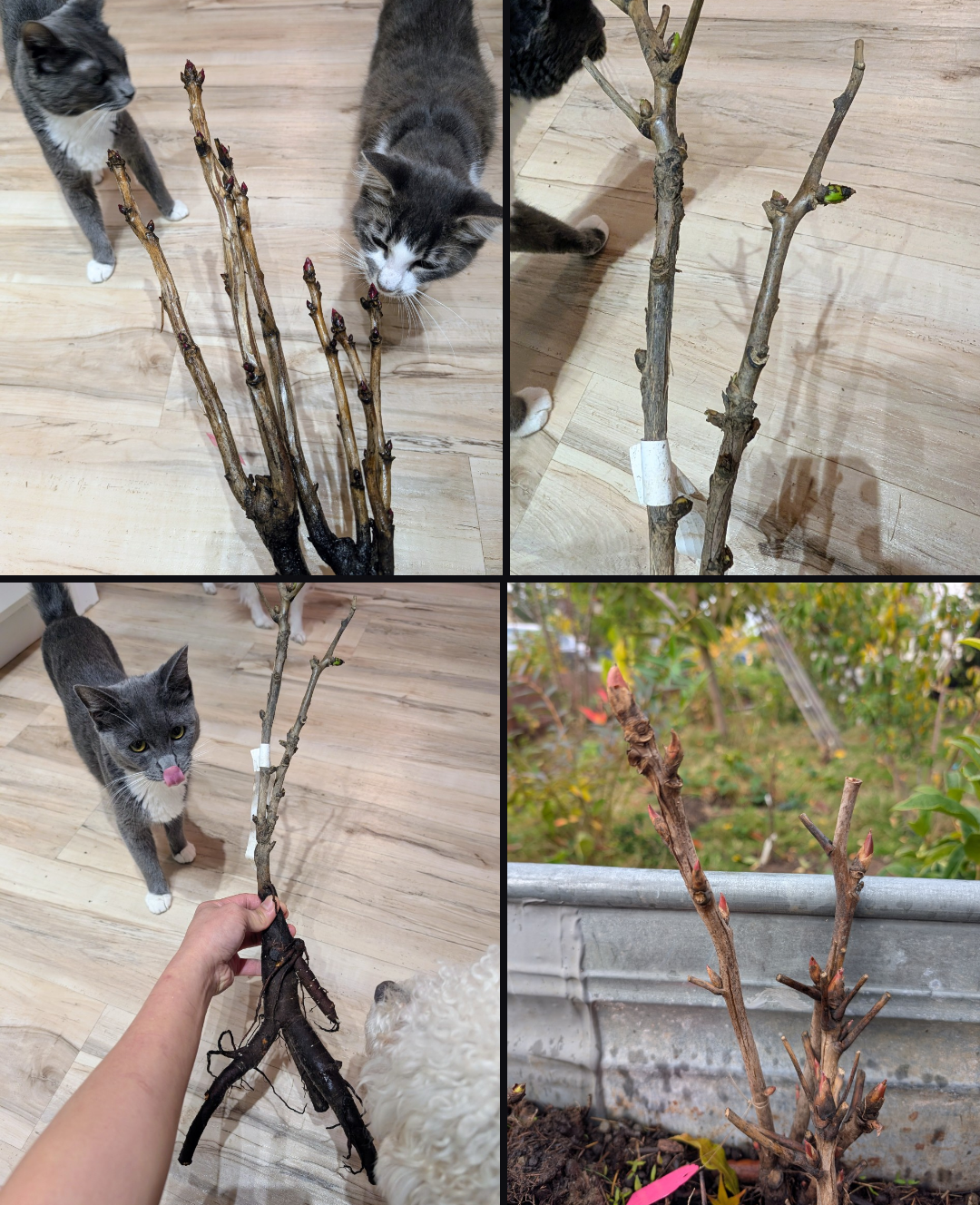 "Champion Crown" large flower tree peony