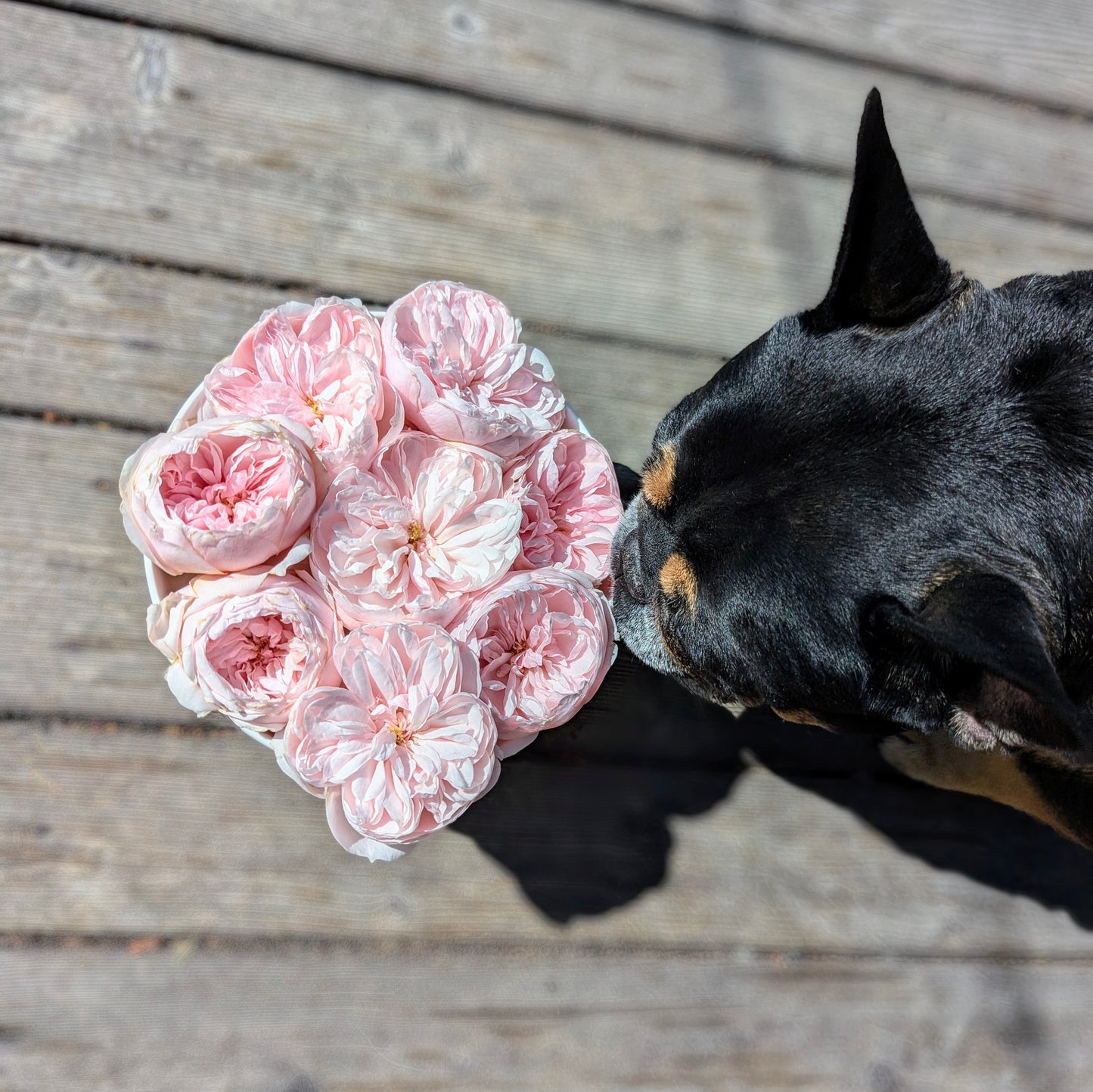 Sabrina lookalike garden rose plant flower bush shrub