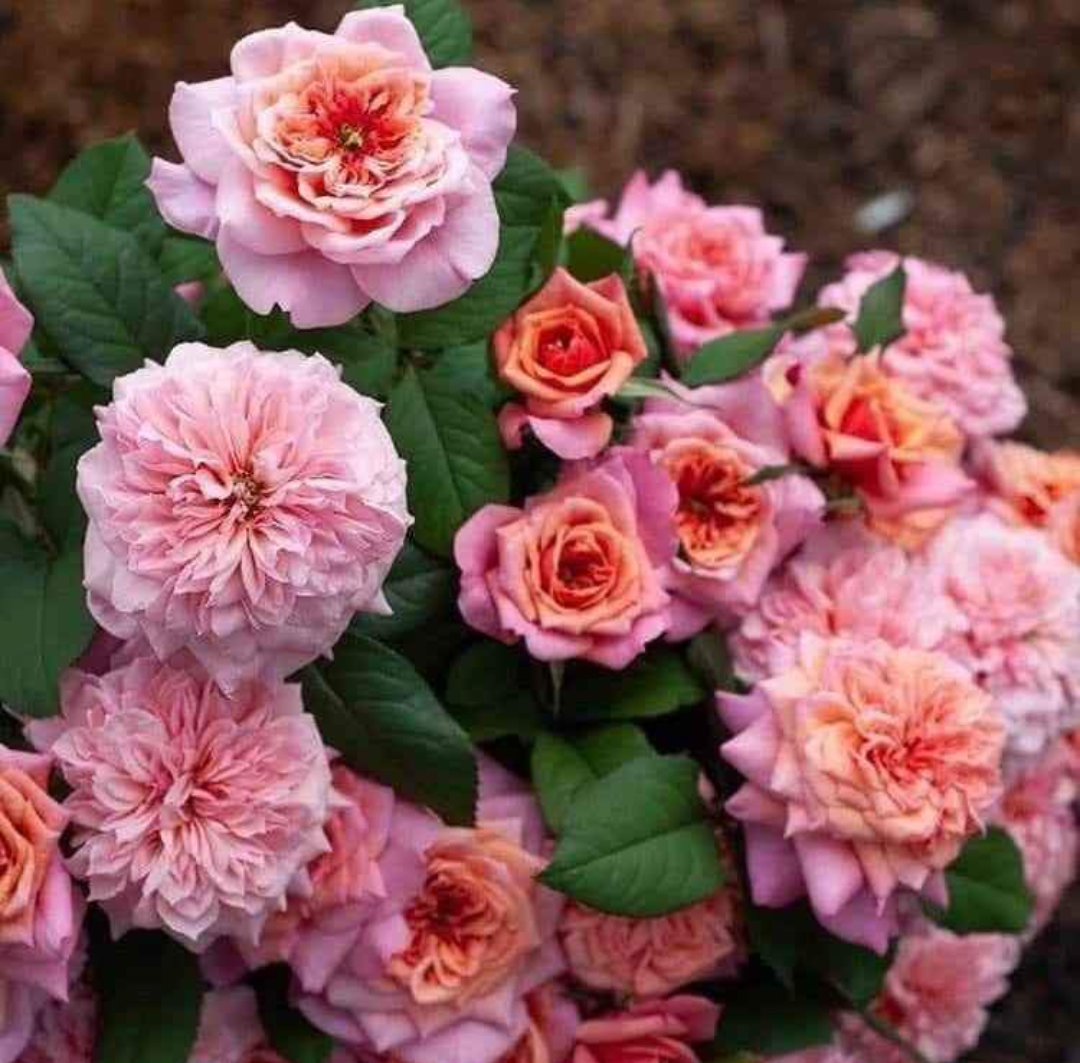 Miyabi Cha Japanese wedding garden rose plant large flower bush deciduous shrub