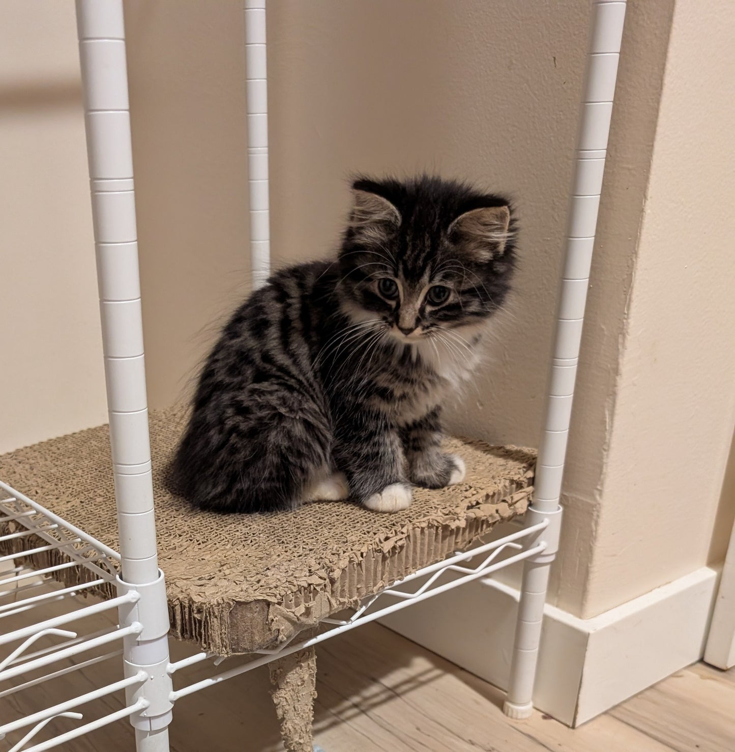 2.5 month old kitten kitty cats