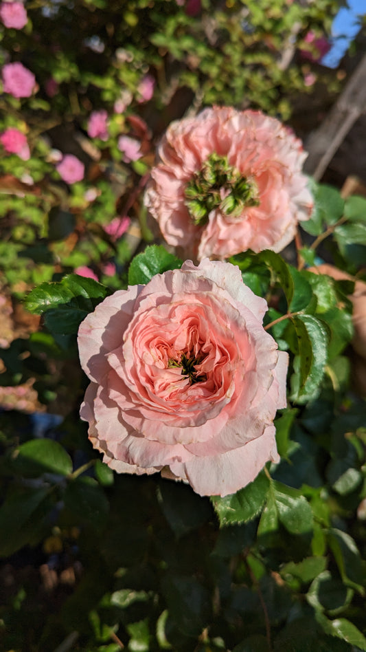 Mysterious DA, Wabara, Princess, Wan etc garden rose plant flower bush deciduous shrub