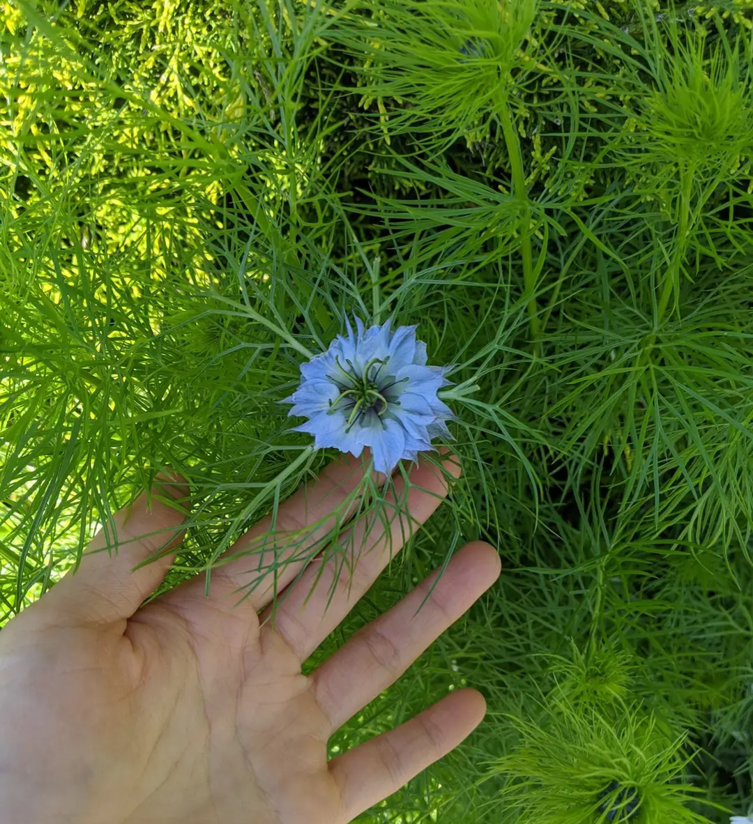 Free Love in the Mist seeds