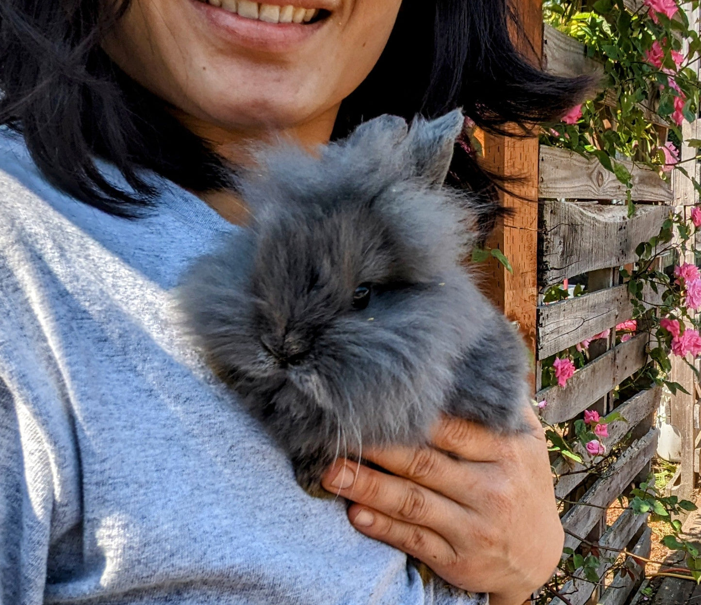 2-6 month old bunny rabbits