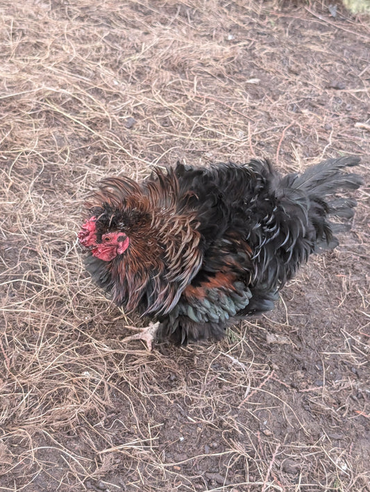 Free small bantam mixed color frizzle rooster