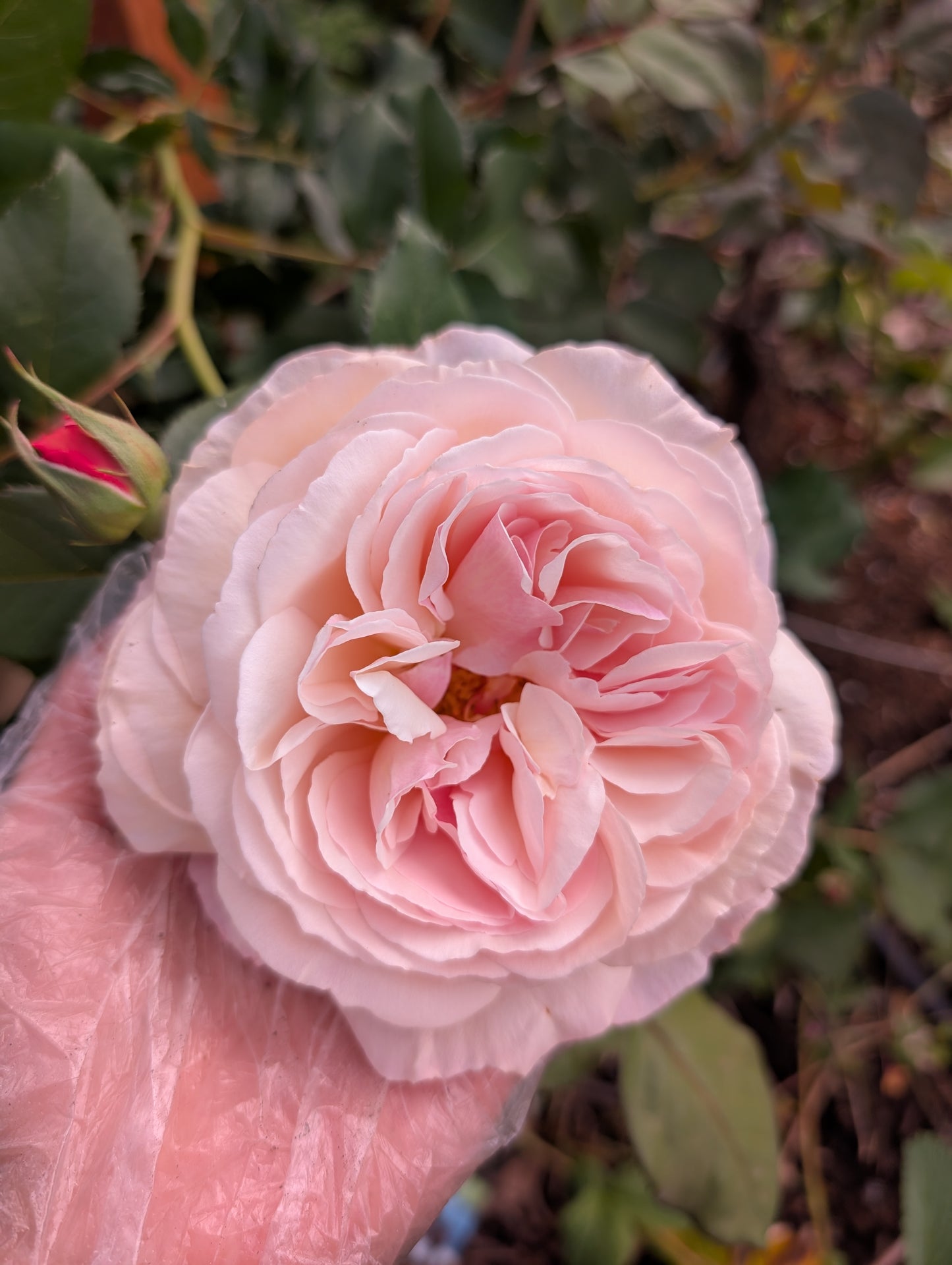 Retired David Austin Shropshire Lad garden rose flower cutting