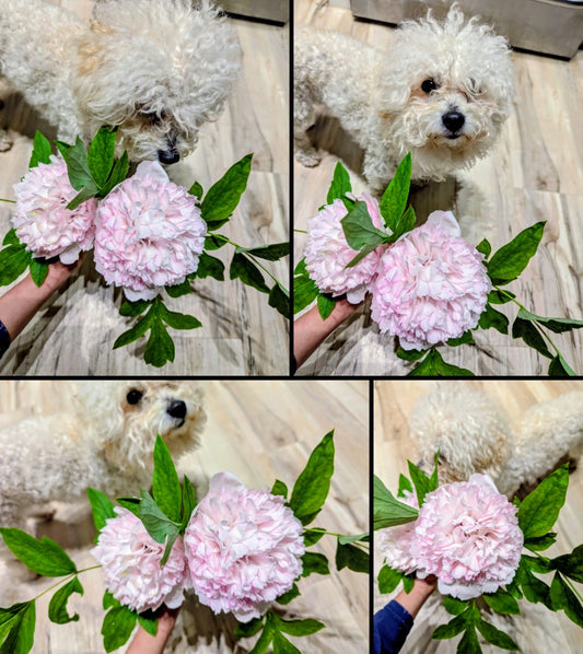 "Red thread girl" large flower tree peony Preorder for fall 2026