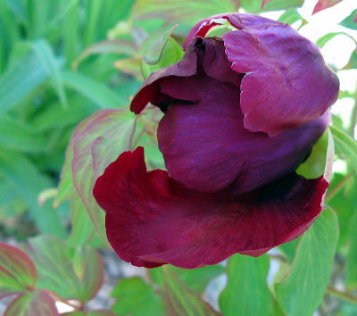 Hatsugarasu Japanese large flower tree peony