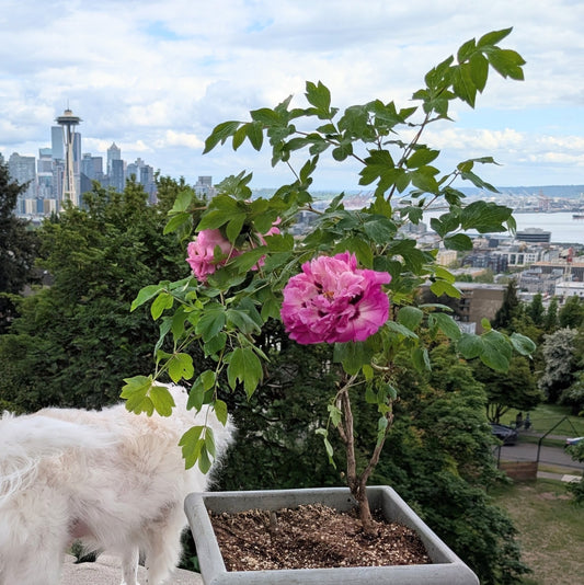 Bao Lian Deng tree peony
