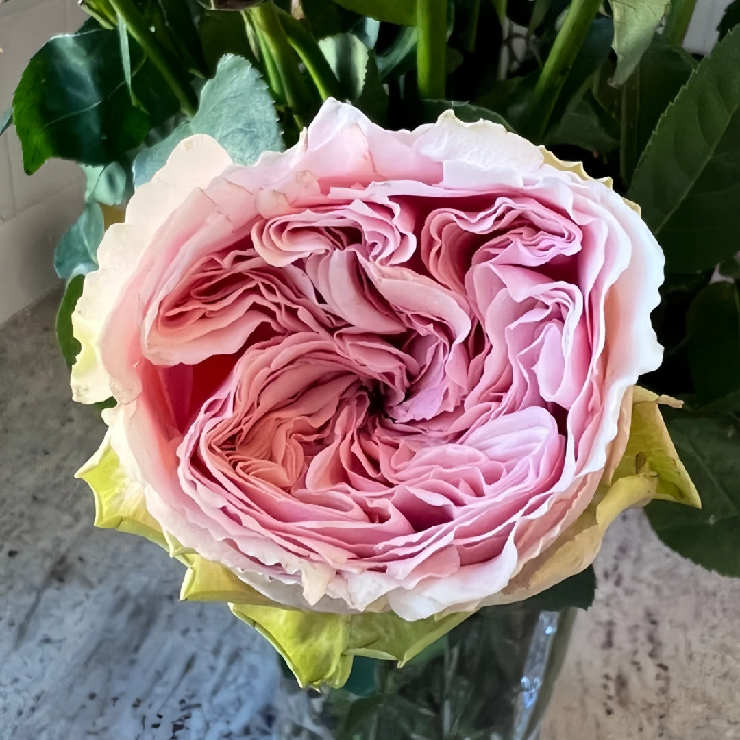 Senlitsu garden rose plant flower bush shrub