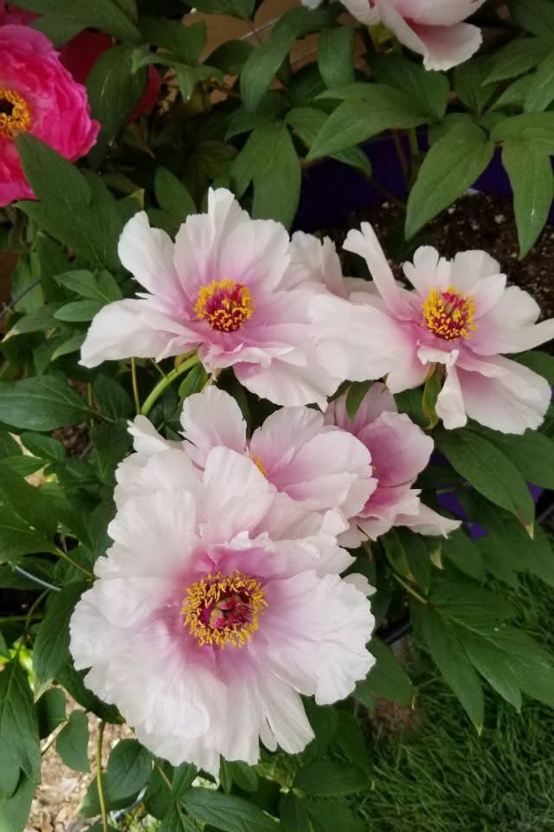 "Peach Blossom" large flower tree peony