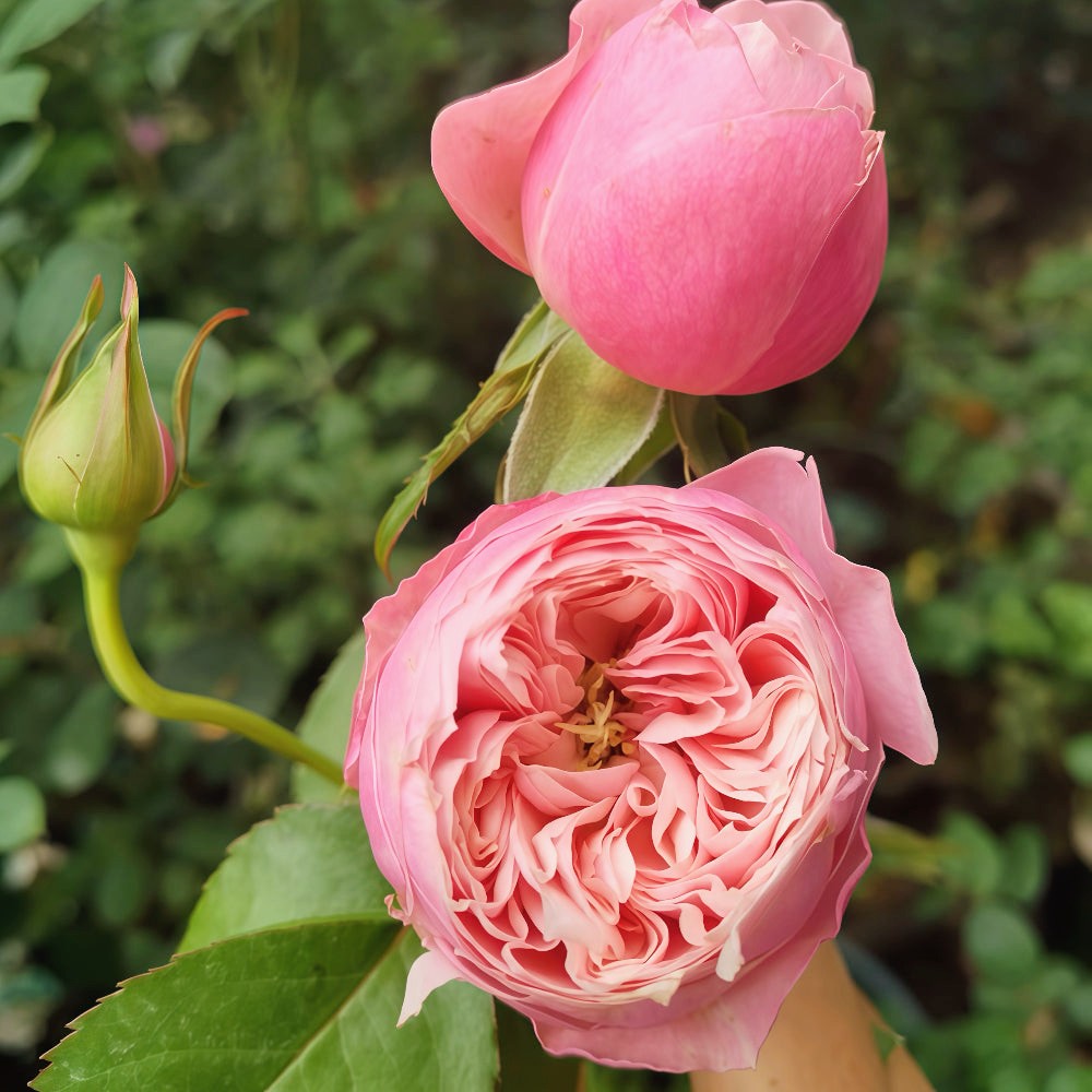 New Design lookalike garden rose plant flower bush shrub