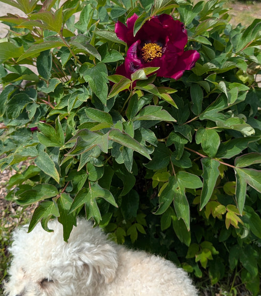 Dancing Crimson Butterfly tree peony