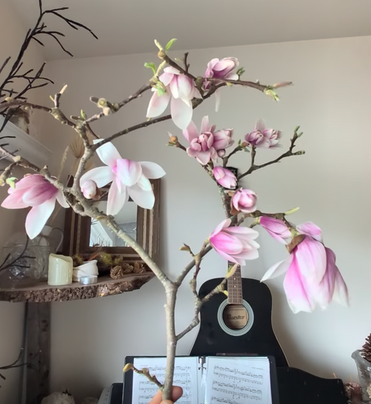 Free magnolia branch for decoration