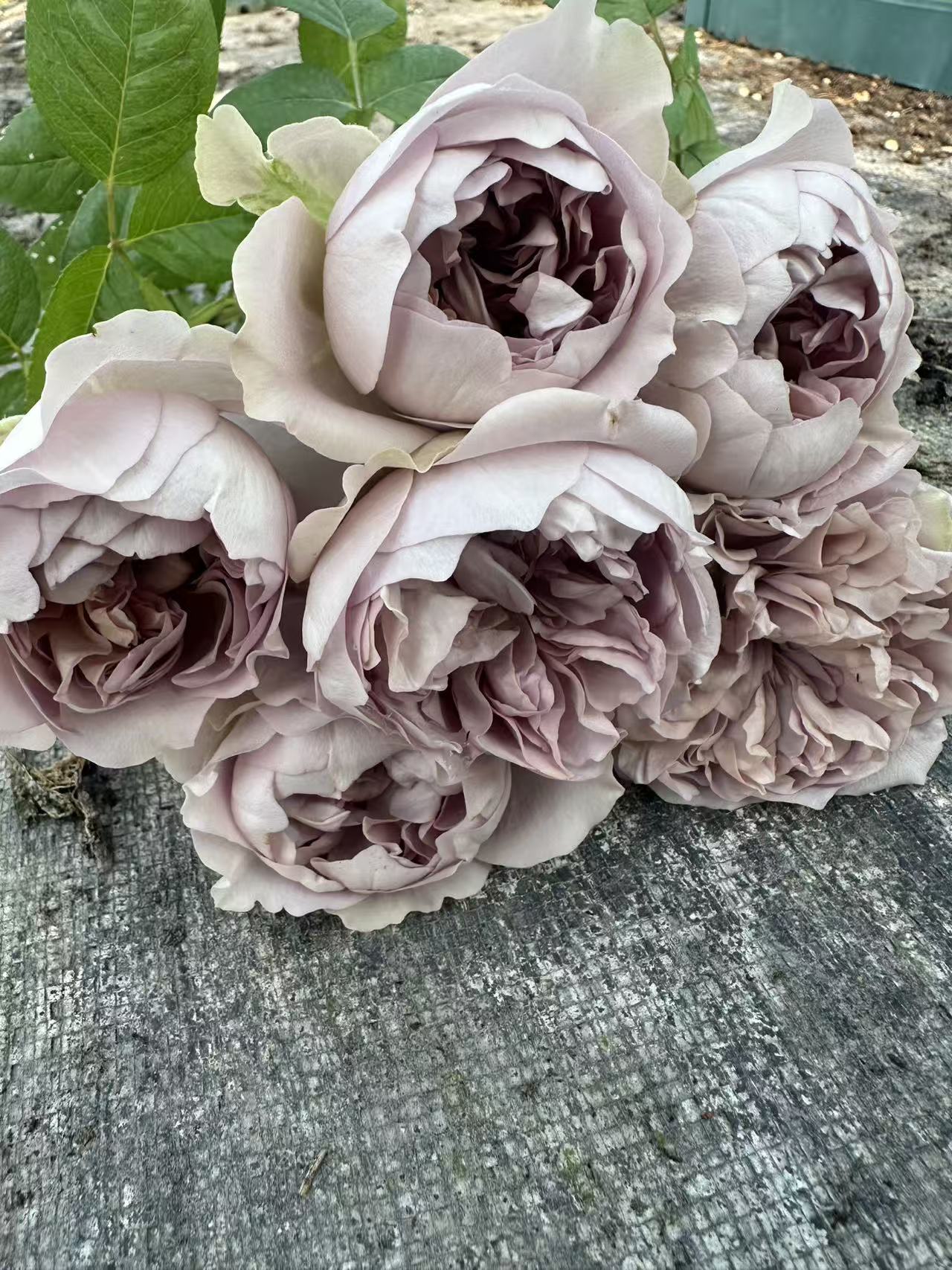 Villa Lilla lookalike garden rose plant flower bush deciduous shrub