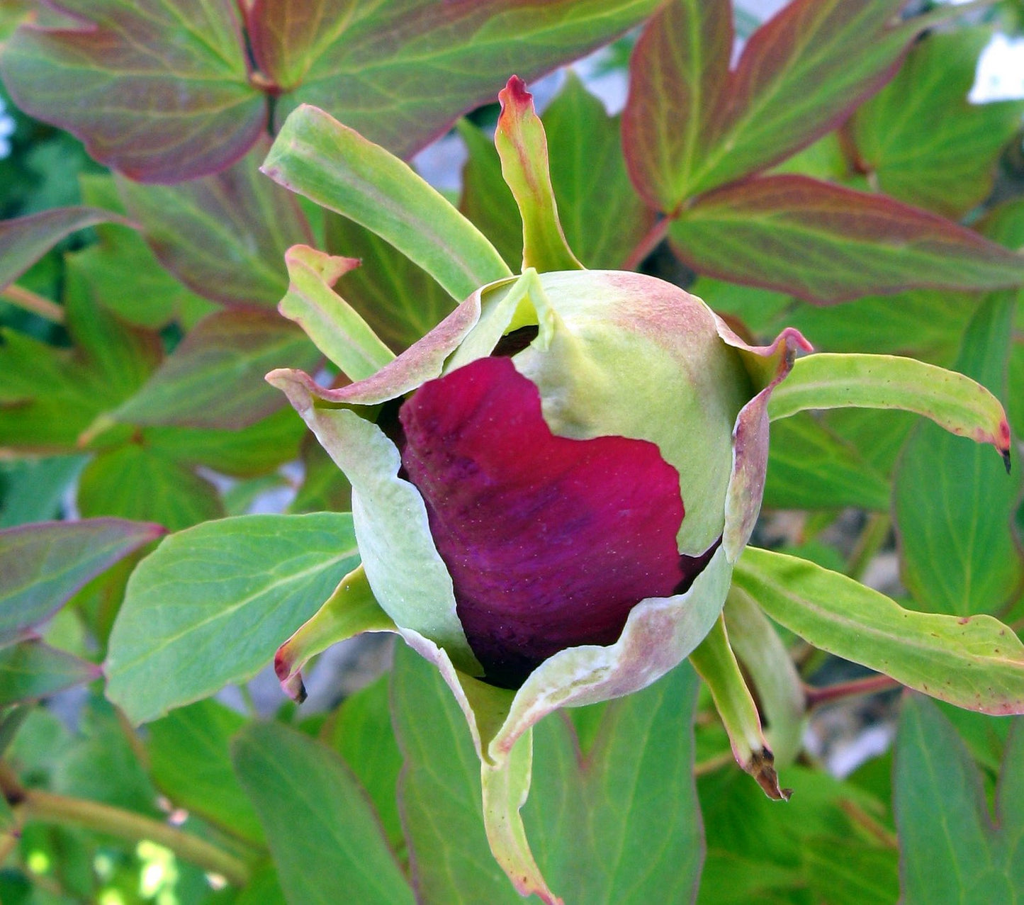 Hatsugarasu Japanese large flower tree peony