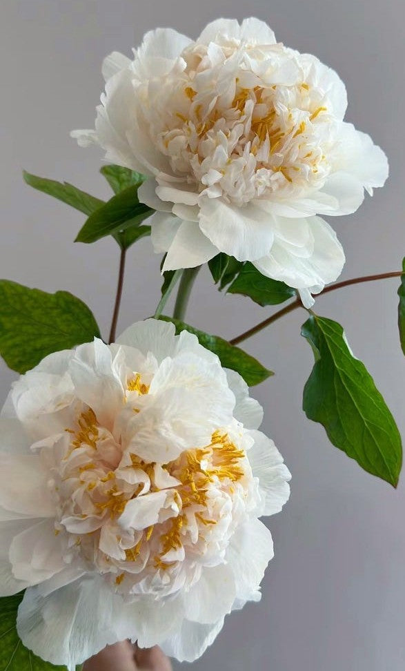 "Yao's Yellow" large flower tree peony