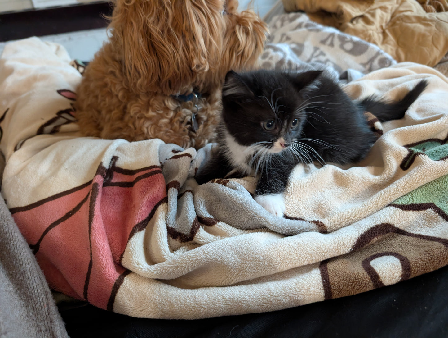 2.5 month old kitten kitty cats