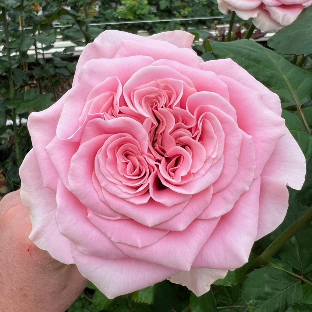 Rebellion Pink lookalike garden rose plant flower bush shrub
