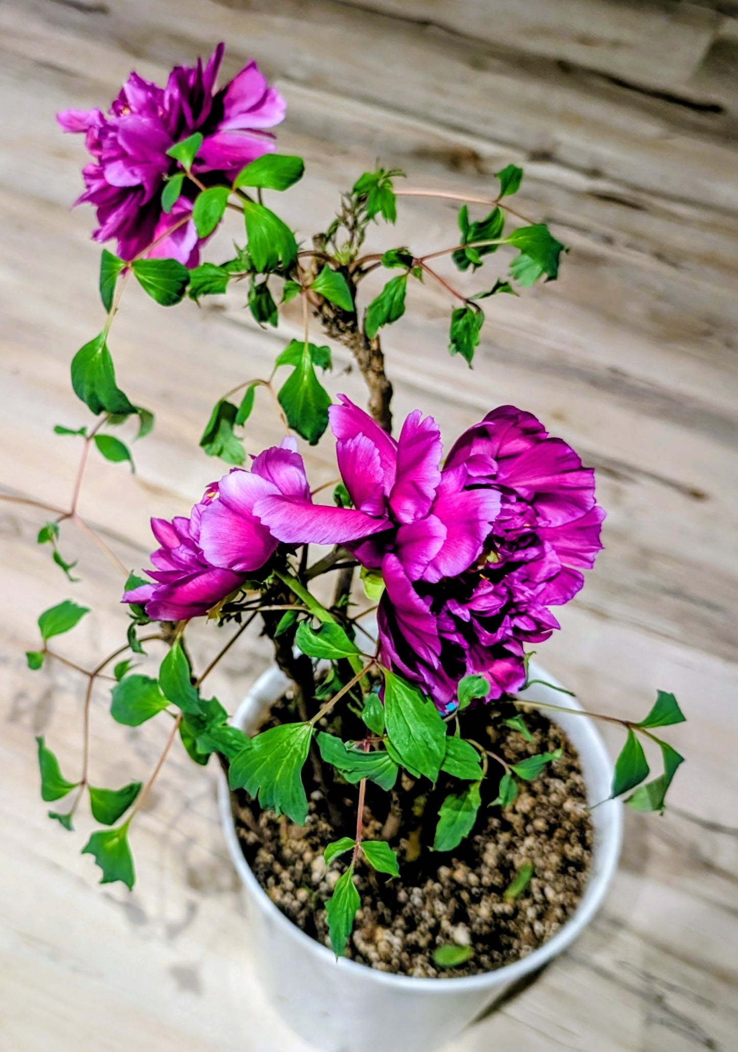 "Champion Crown" large flower tree peony