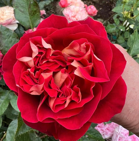 Sweet Bun garden rose plant flower bush shrub