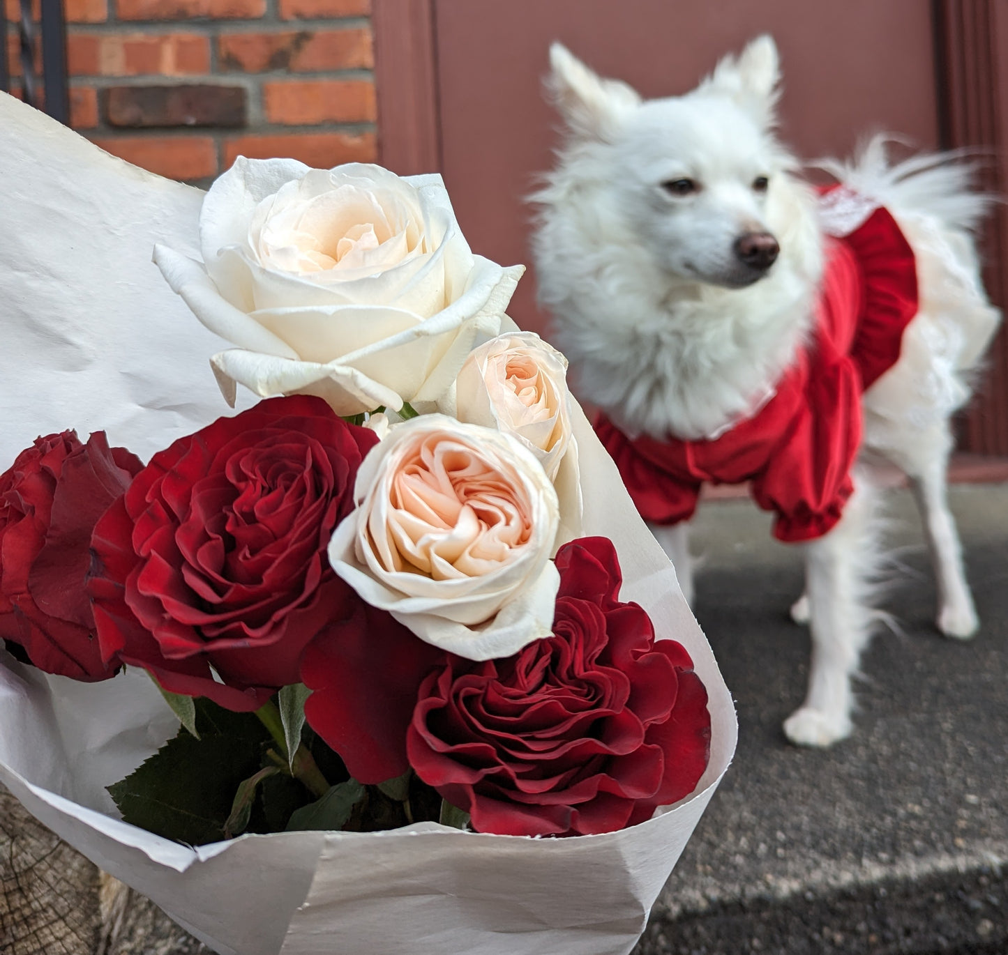 Hearts lookalike garden rose plant flower bush shrub