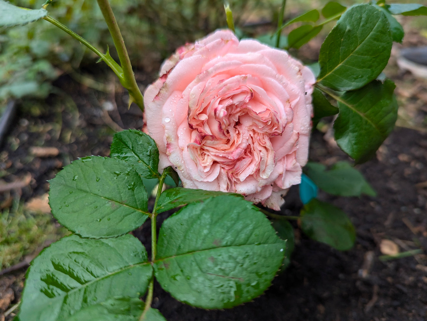 Large 5 gallon Romantica Ballgown rose plant flower bush shrub