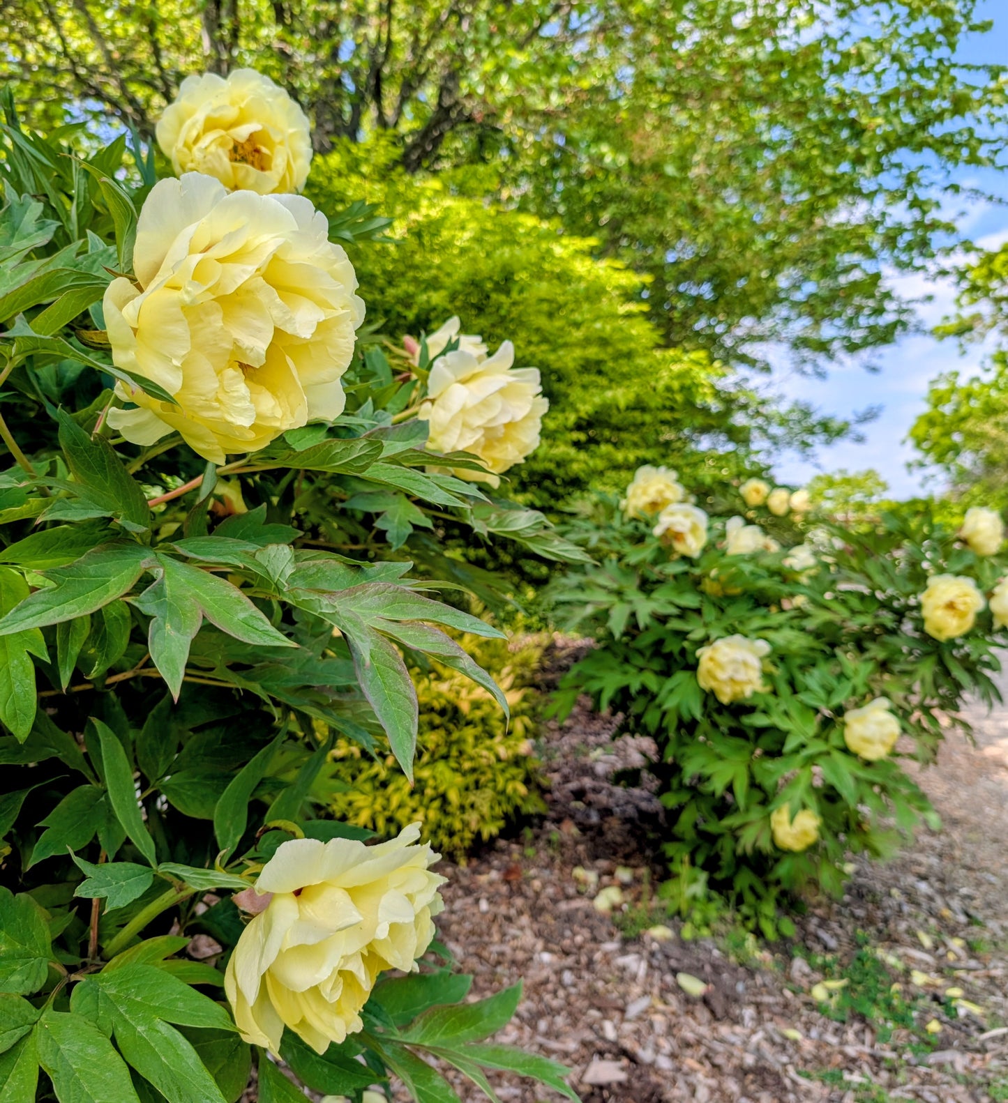 "High noon" large flower Japanese tree peony