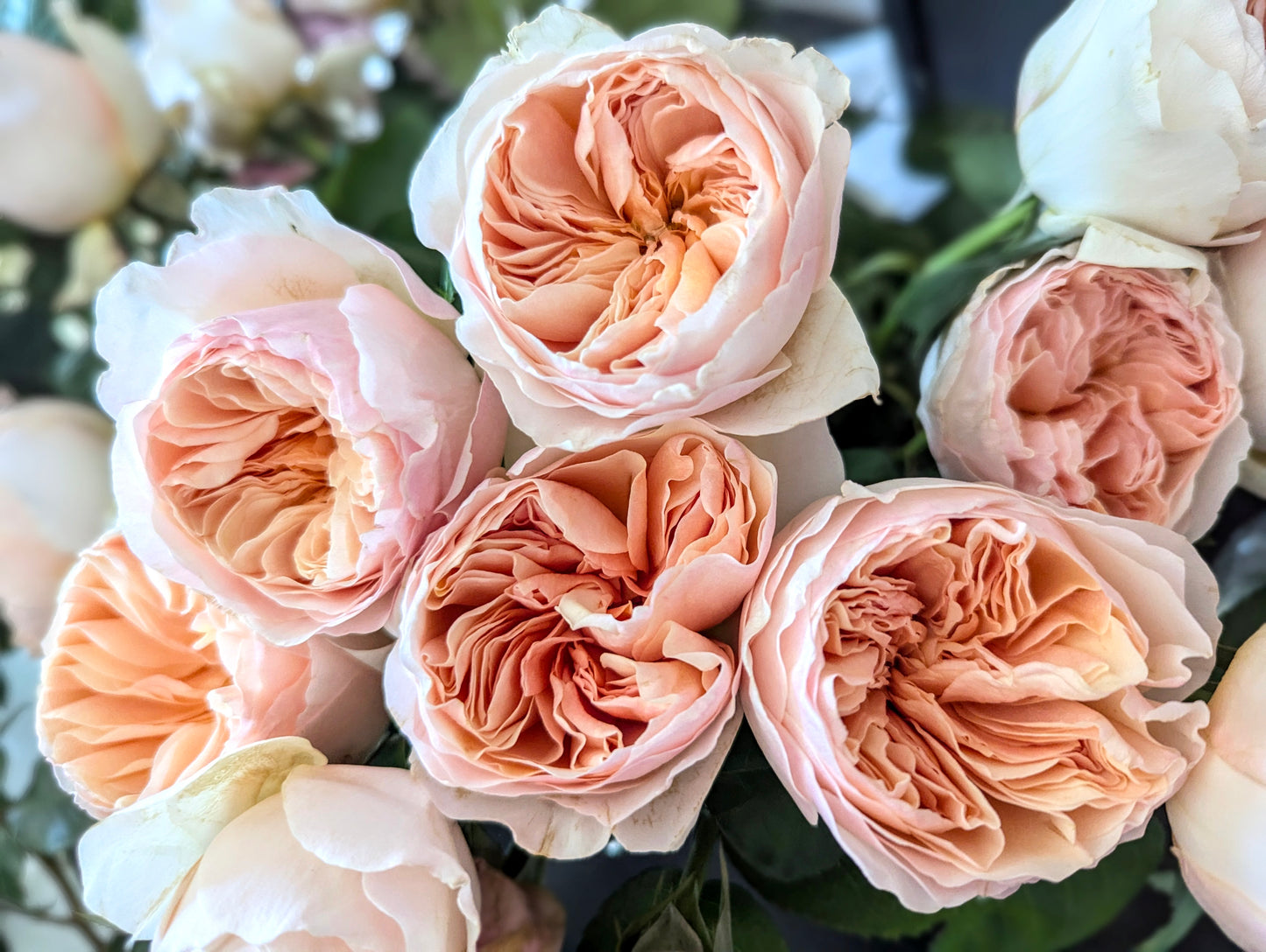 10 mixed rose plants: English Ausjameson, her lover Romeo, Ausimmon and her other friends