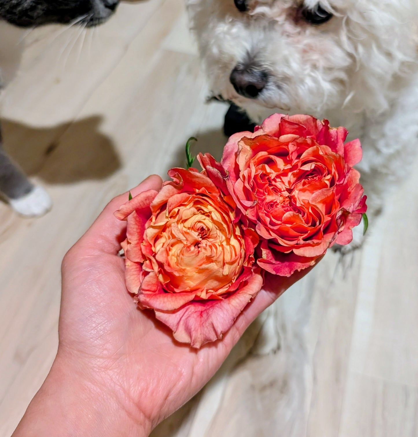 Orange Romantica lookalike garden rose plant flower bush deciduous shrub