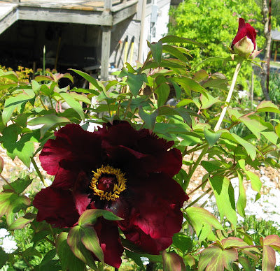 Hatsugarasu Japanese large flower tree peony