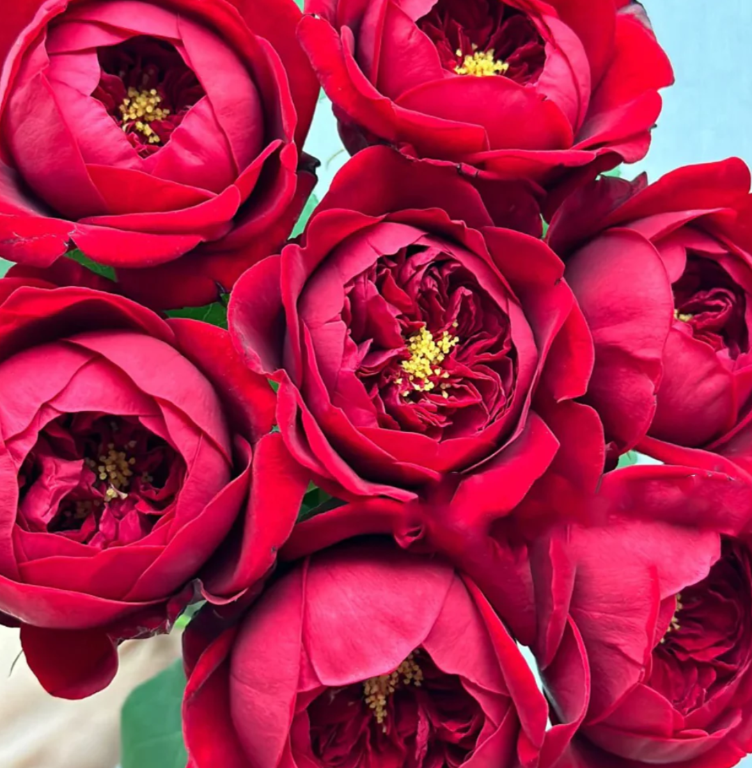 Peony Red lookalike garden rose plant flower bush deciduous shrub