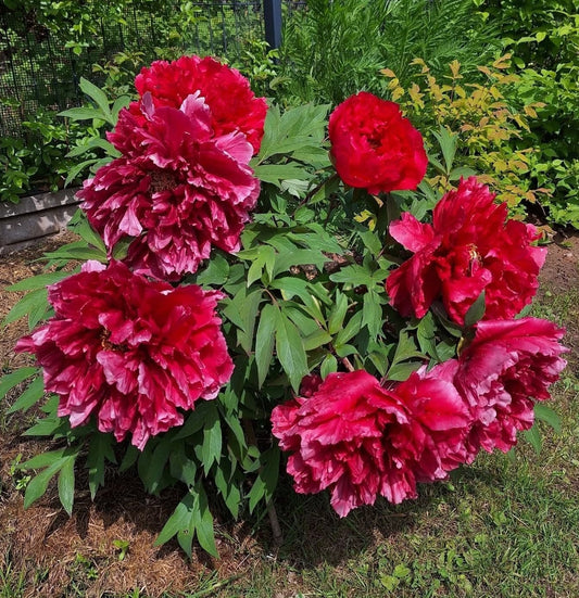 "Kao" large flower Japanese tree peony