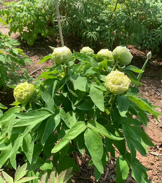 Lu Mu Ying Yu Tree Peony
