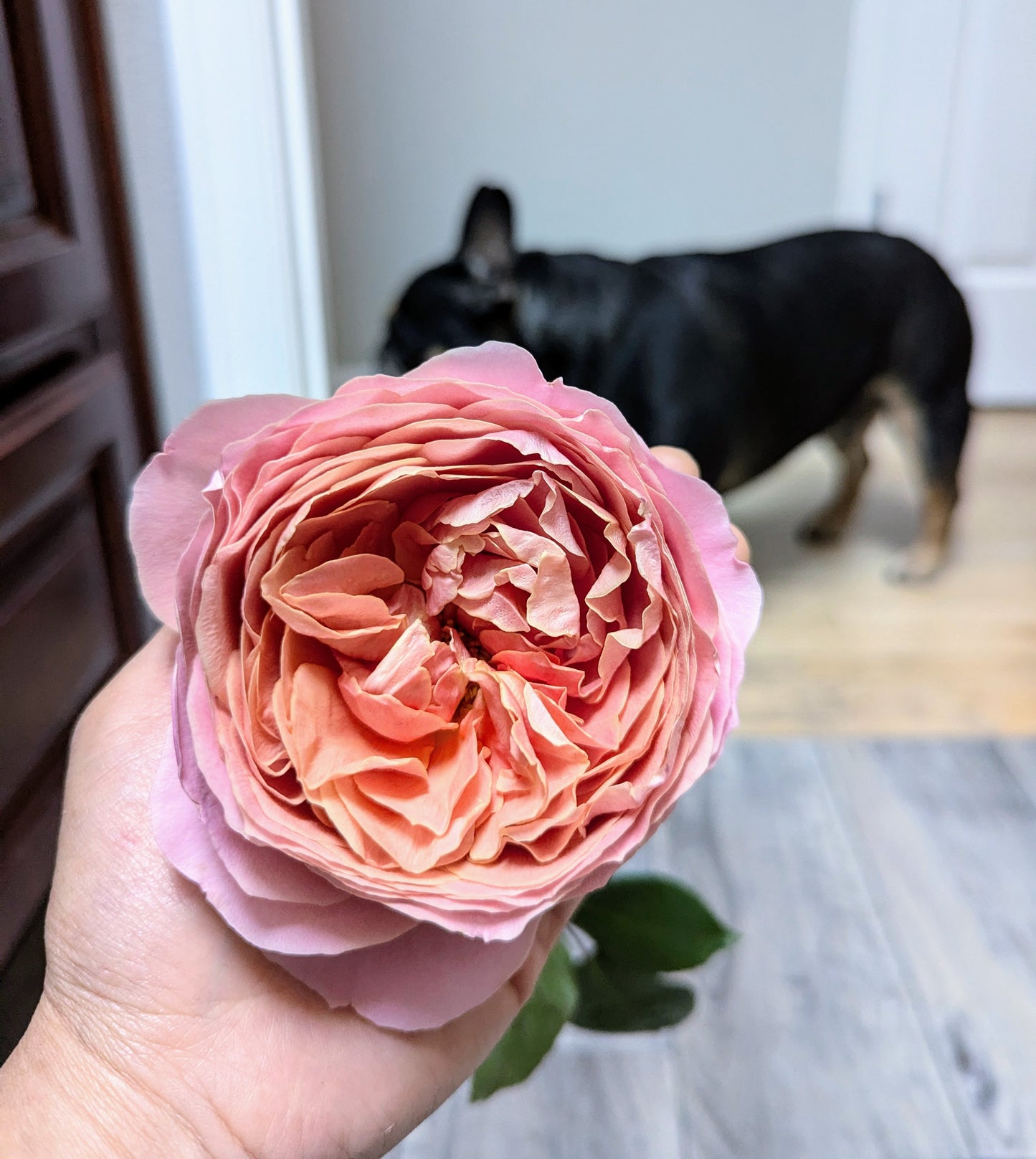 Romantic Antike lookalike garden rose plant flower bush shrub