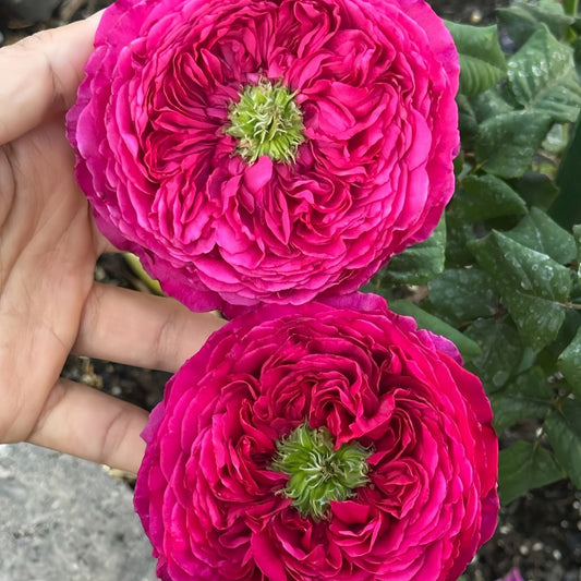 Princess Kishi Japanese garden rose plant flower bush shrub
