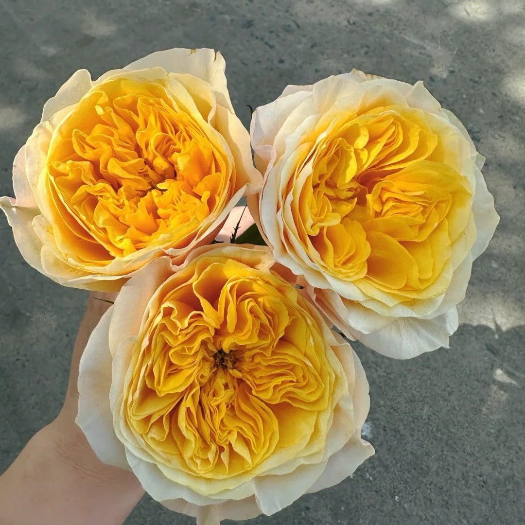 King's Cross garden rose plant flower bush shrub