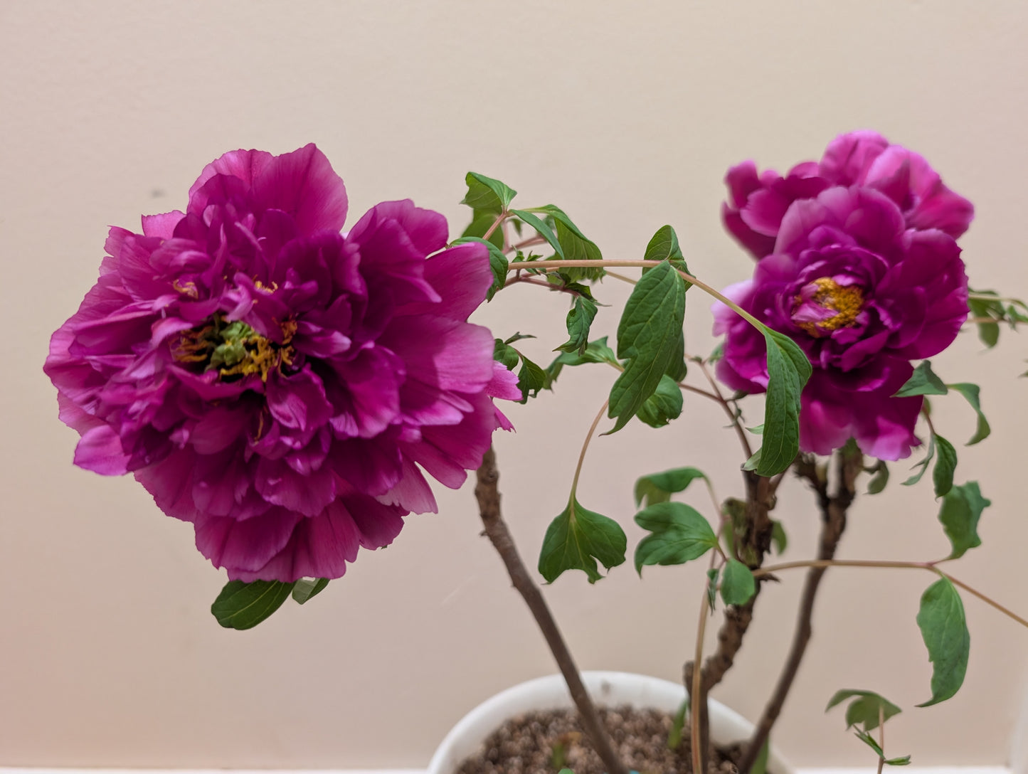 "Champion Crown" large flower tree peony