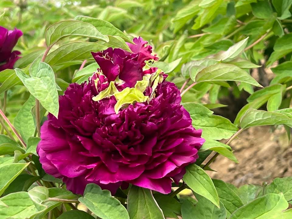 "Champion Crown" large flower tree peony