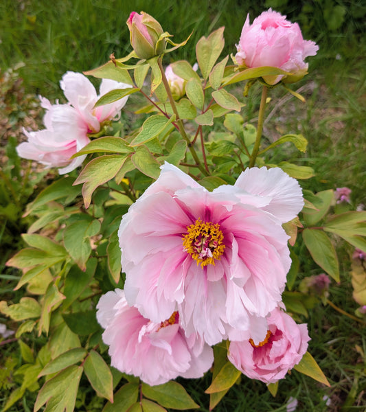 "Peach blossom in the snow" large flower tree peony