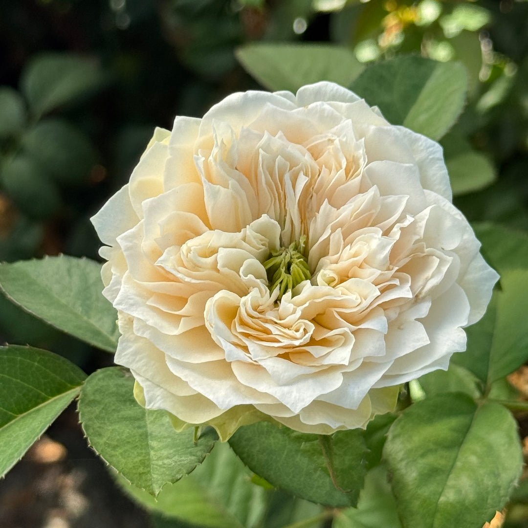 Whitby Abbey lookalike rose plant large flower bush deciduous shrub