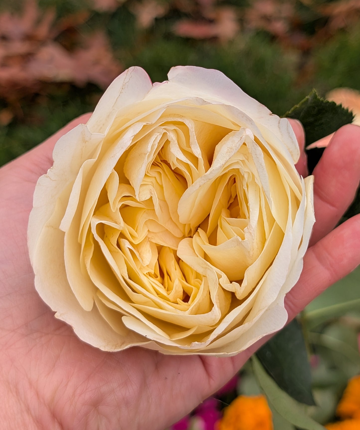 Pursuasion lookalike garden rose plant large flower bush deciduous shrub