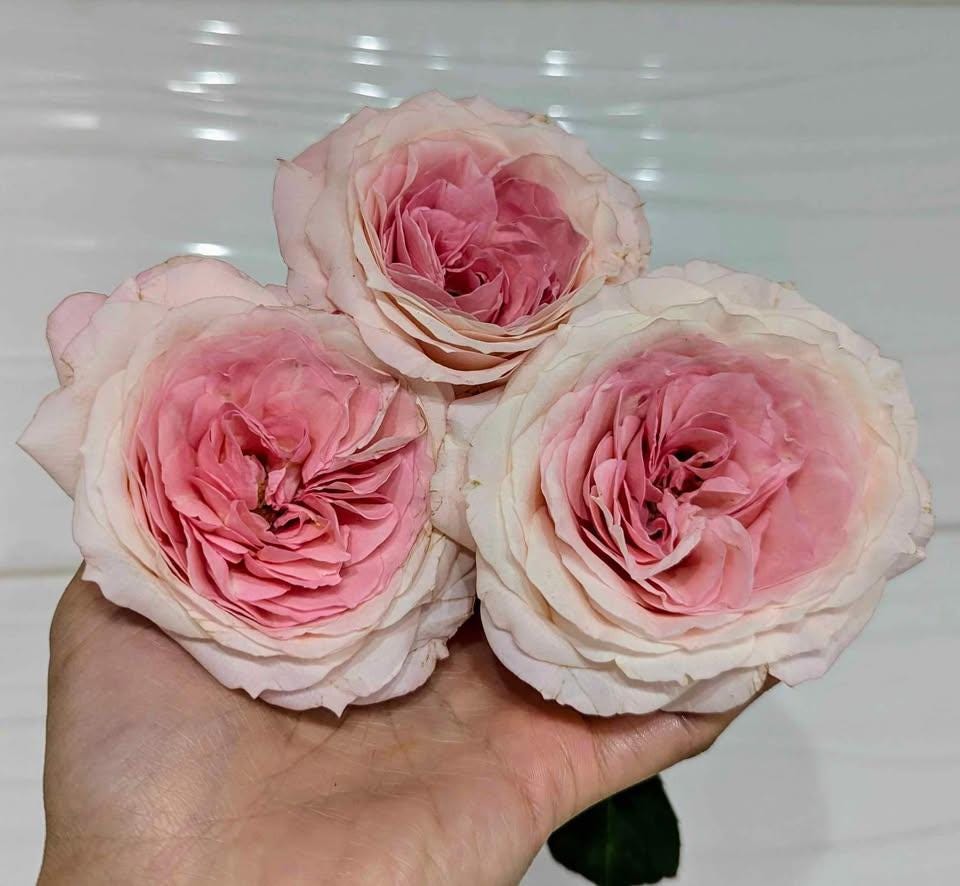 Mayra Bridal lookalike garden rose plant flower bush shrub