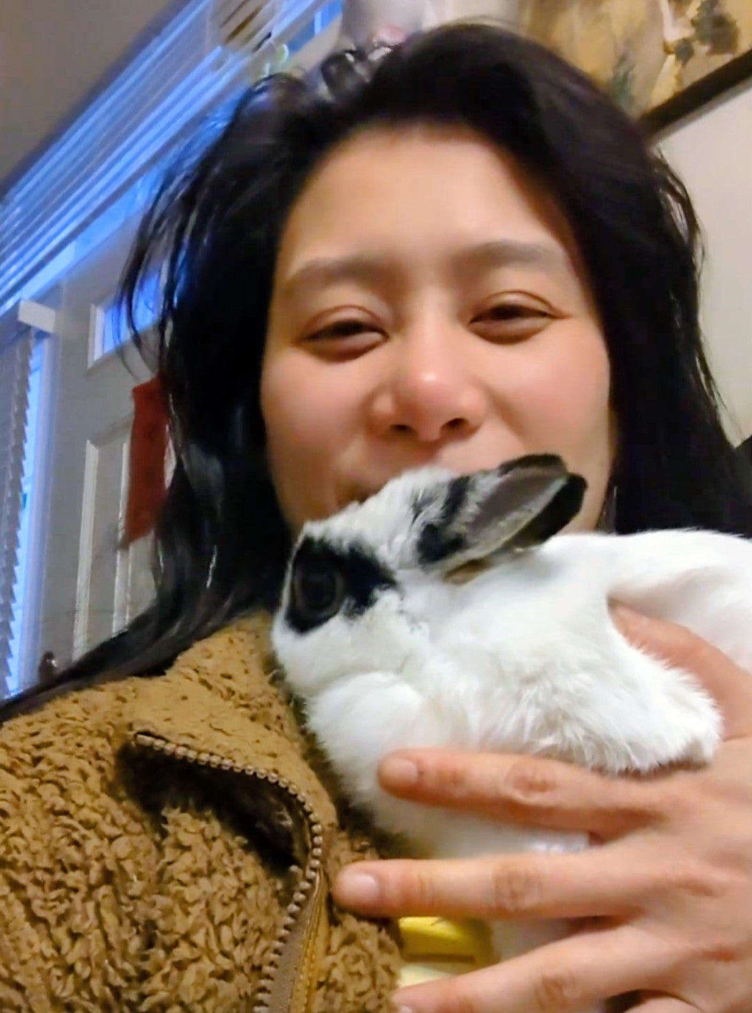 2 years old spayed Netherland dwarf bunny rabbit