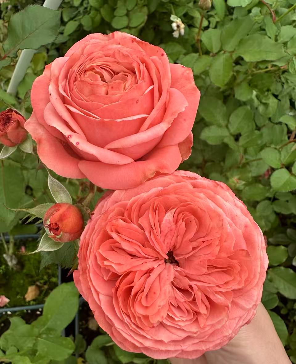 Bella Trendsetter lookalike garden rose plant flower bush deciduous shrub