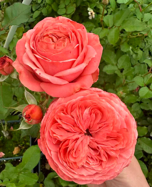 Bella Trendsetter lookalike garden rose plant flower bush deciduous shrub