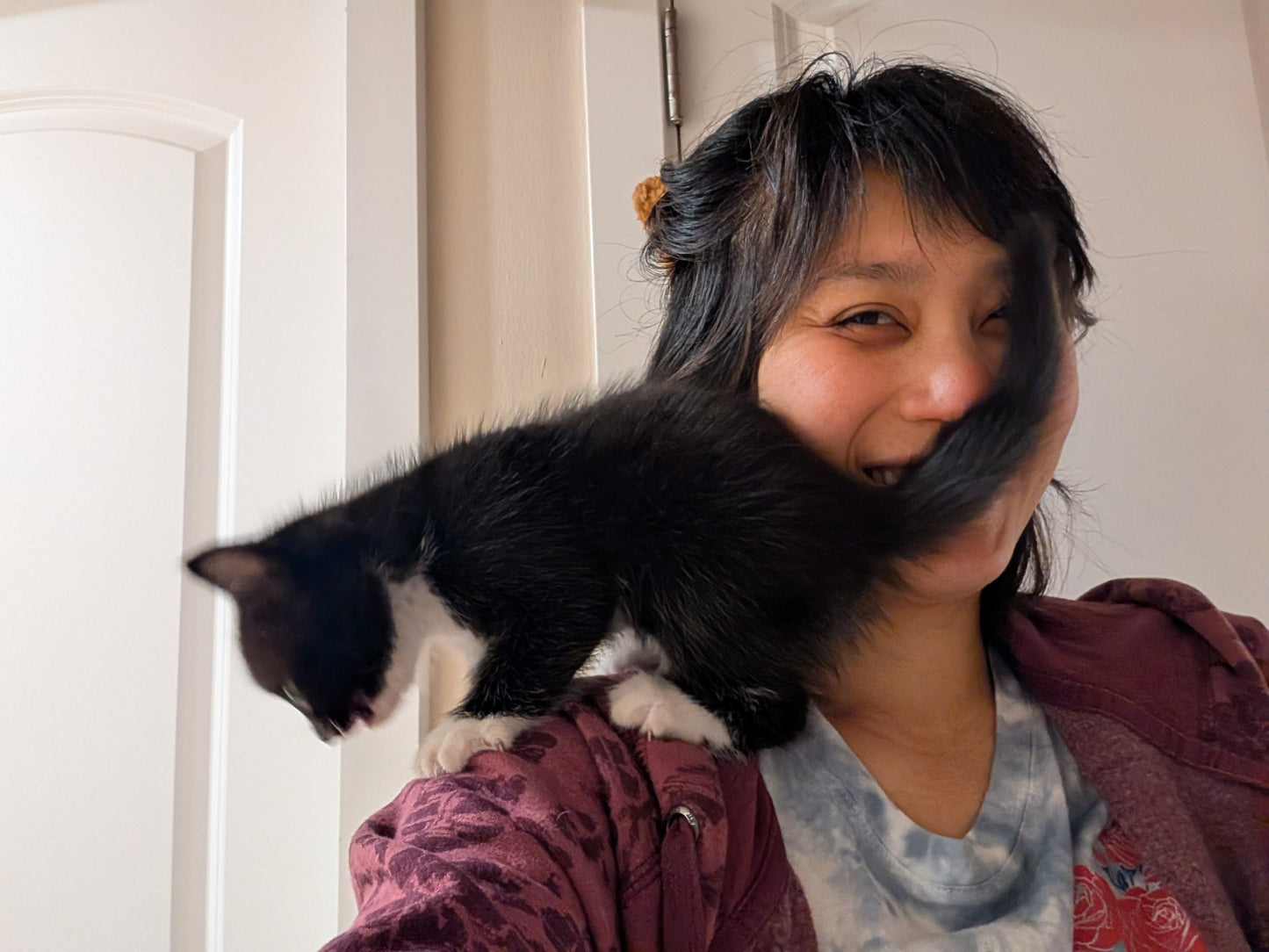 2.5 month old kitten kitty cats