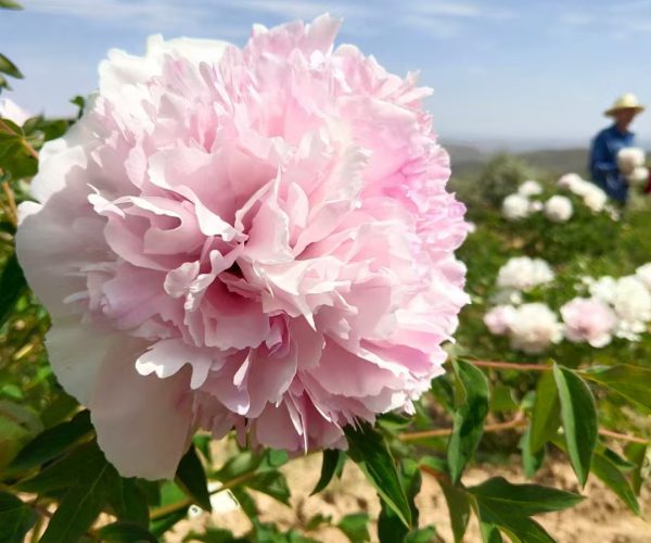"Fen Yu Sheng Hui" tree peony