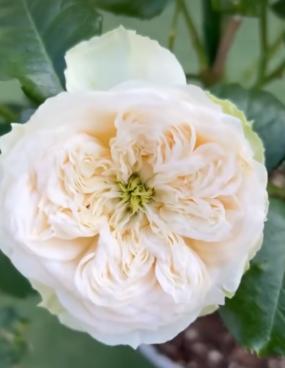Whitby Abbey lookalike rose plant large flower bush deciduous shrub